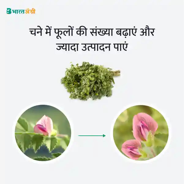 Chickpea Badhat Kit - Flowering (35-50 days) - Krushidukan_2
