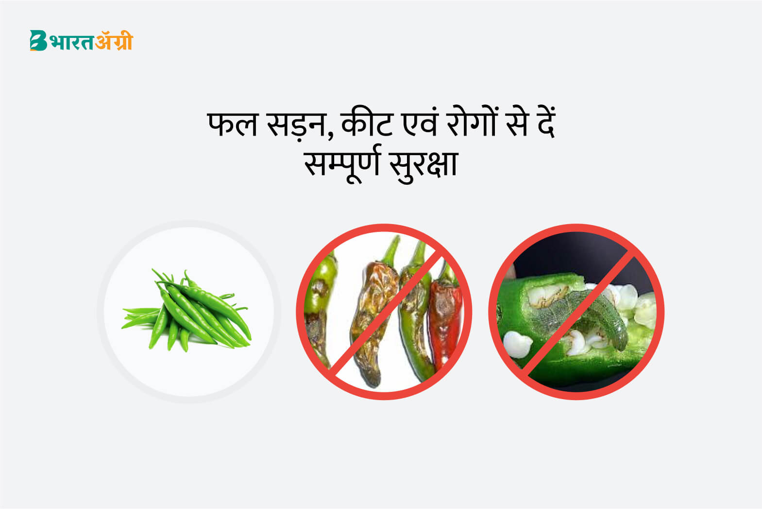 मिर्च सुरक्षा किट - फल सड़ांध (50-120 दिन) | Chilli Suraksha Kit - Fruit Rot (50-120 days) बायो स्टॅड, आनंद अॅग्रो केअर