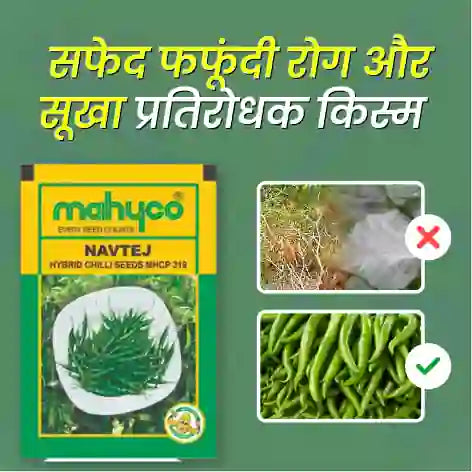 Mahyco MHCP-319 NAVTEJ Hybrid Chilli Seeds - BharatAgri Krushidukan_1