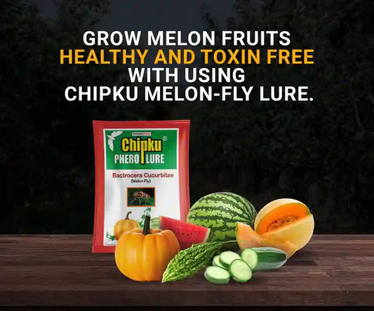 Chipku Melon Fly Lure BharatAgri Krushidukan