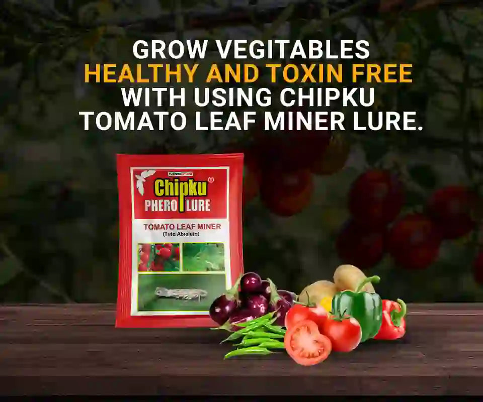 Chipku Tomato Leaf Miner Lure BharatAgri Krushidukan