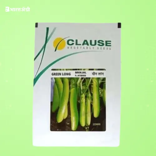 Clause F1 Hybrid Green Long Brinjal Seeds | BharatAgri Krushidukan