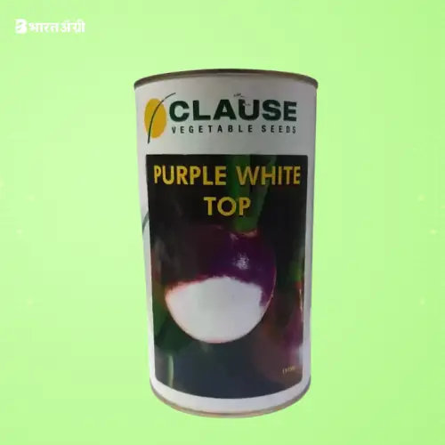Clause Purple White Top Turnip Vegetable Seeds | BharatAgri