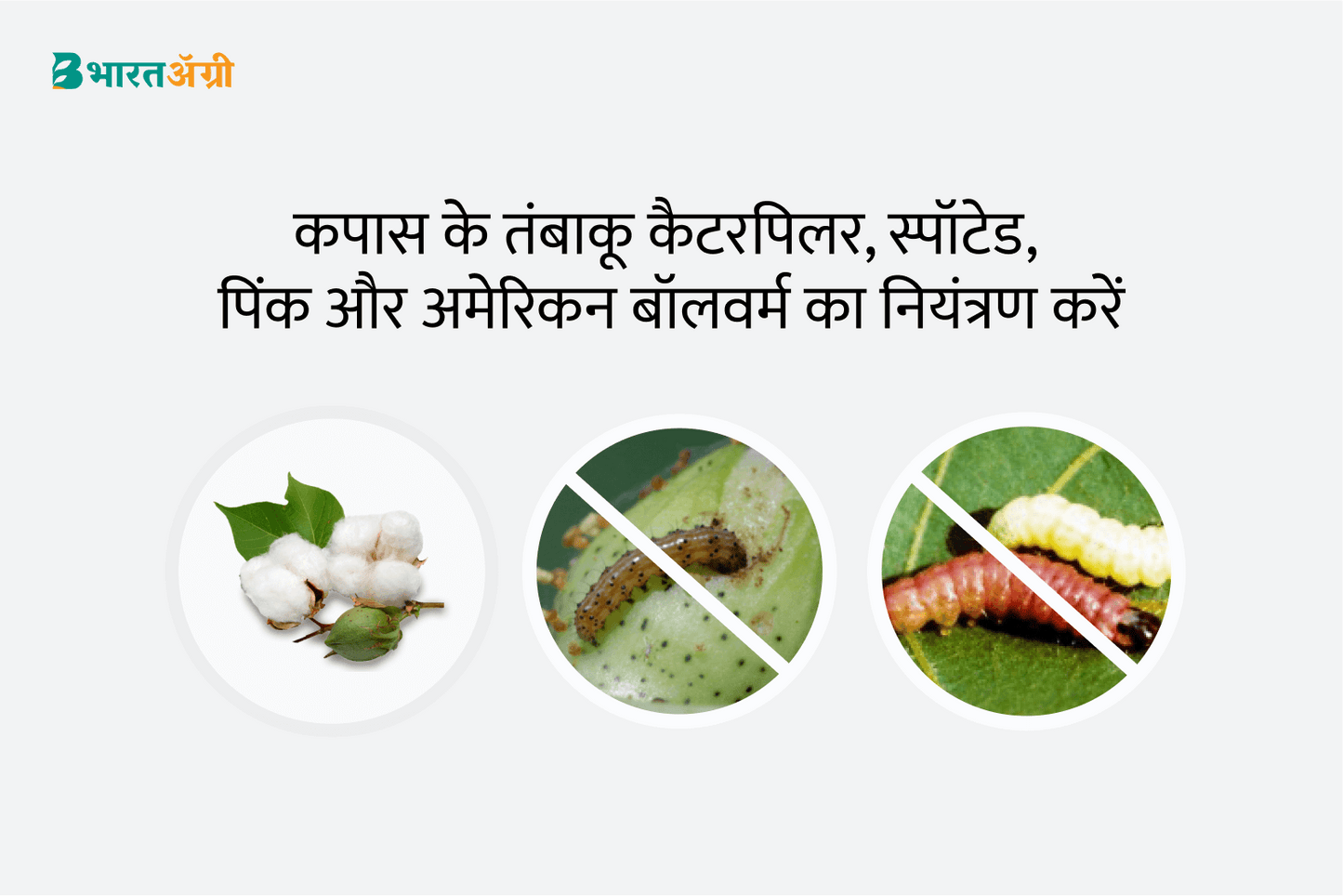 कपास सुरक्षा किट - गुलाबी इल्ली (65-120 दिन) | Cotton Suraksha Kit - Bollworm (65-120 days) Anand Agro Care, S K Agrotech, Dhanuka Agritech