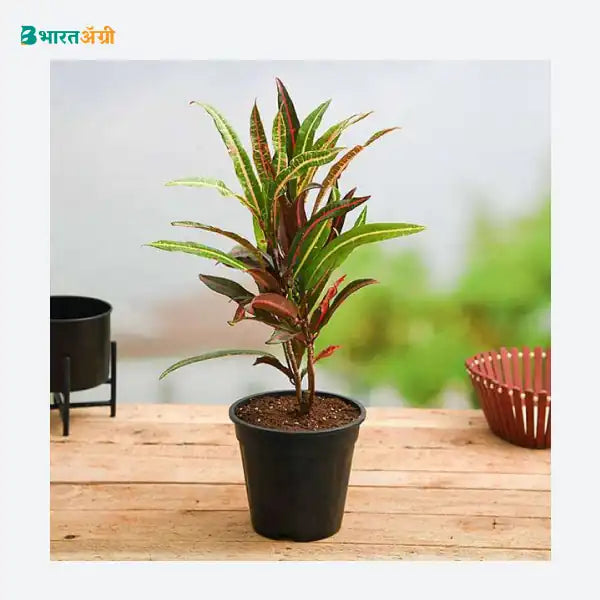 NurseryLive Croton Plant_1 - BharatAgri KrushiDukan
