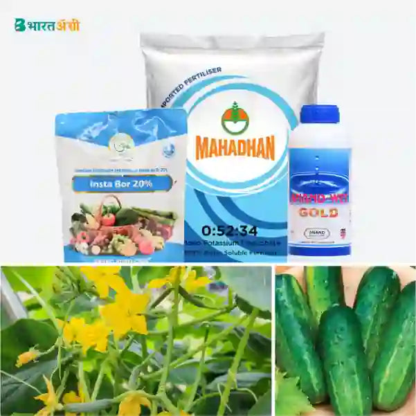 Cucumber Badhat Kit - Flower Setting (30-45 days) - Krushidukan_1