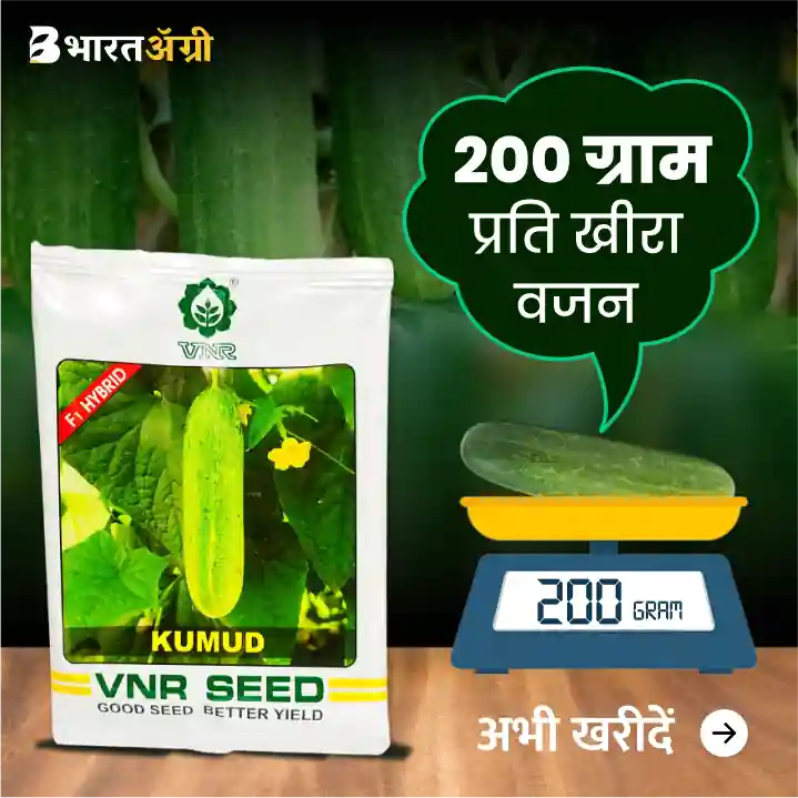 VNR Hybrid Cucumber Kumud Seeds - BharatAgri Krushidukan_1
