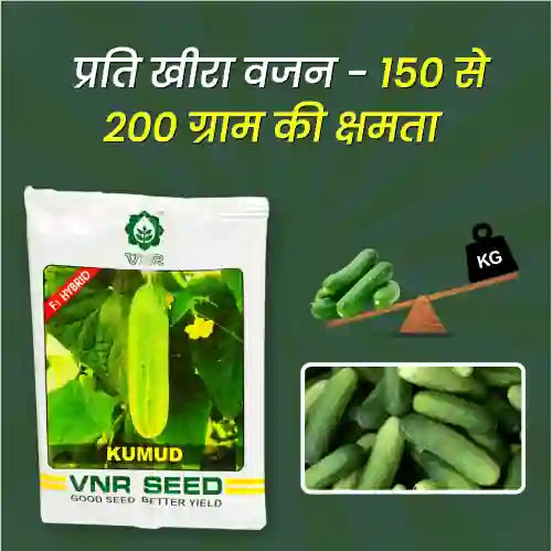 VNR Hybrid Cucumber Kumud Seeds - BharatAgri Krushidukan_2