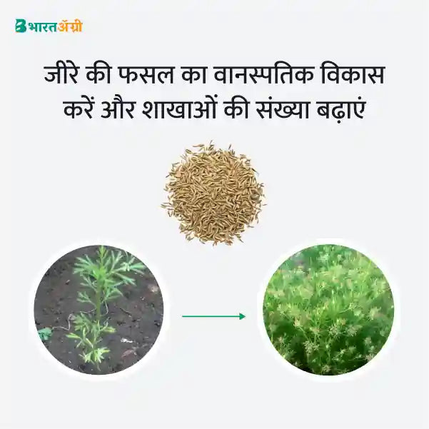 Cumin Badhat Kit - Vegetative Growth (10-40days) - Krushidukan_3