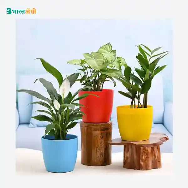 NurseryLive Cute Shade Indoor Plants_1 - BharatAgri