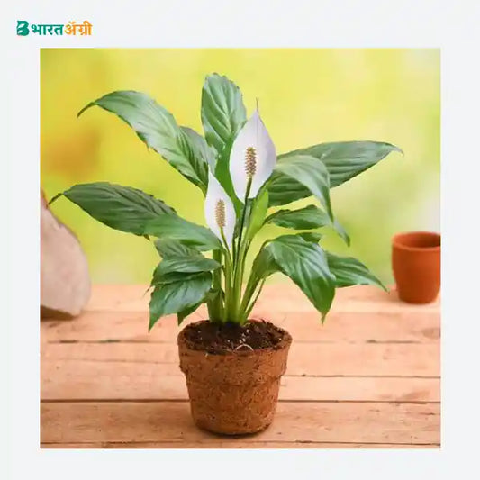 NurseryLive Eco Friendly Peace Lily Plany_1 - BharatAgri