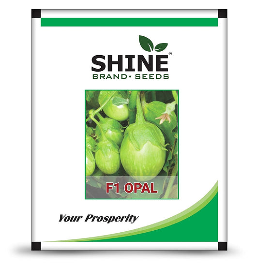 Hybrid Opal F1 Brinjal Seeds, Shine Brand Seeds - Krushidukan_1