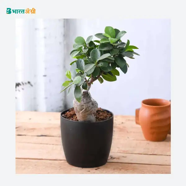 NurseryLive Ficus Bonsai Plant_1 - BharatAgri KrushiDukan