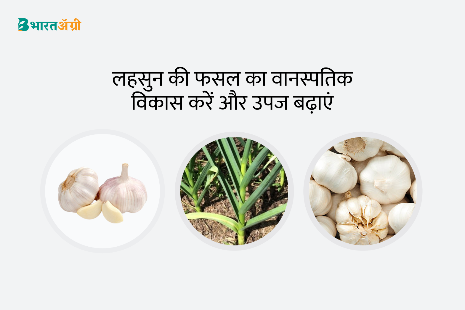 Garlic Badhat Kit - (30-60 days) | लहसुन बढ़त किट - (30-60 दिन)