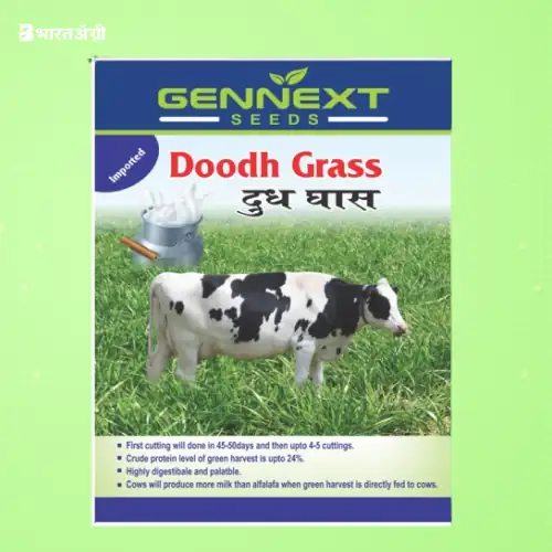 Gennext Doodh Grass (Chara) Seeds | BharatAgri Krushidukan