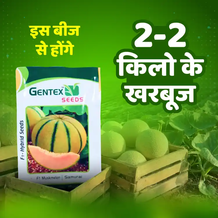 जेंटेक्स समुराई हाइब्रिड खरबूजा बीज (1+1 कॉम्बो) | Gentex Samurai Hybrid Muskmelon Seeds (1+1 Combo)