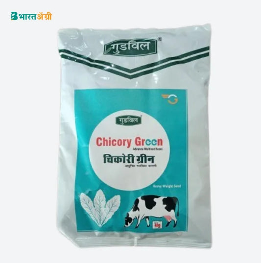 Goodwill Chicory Green Advance Multicut Kasni Grass | BharatAgri Krushidukan