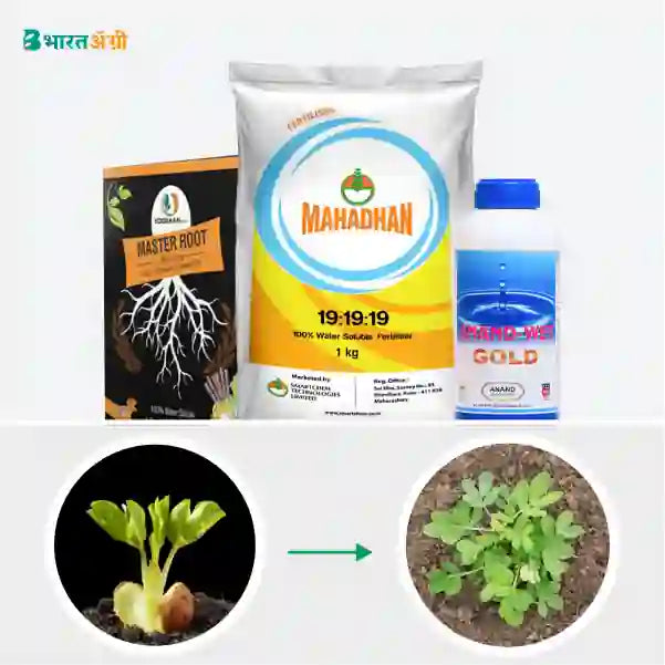 Groundnut Badhat Kit - Root Growth - BharatAgri Krushidukan
