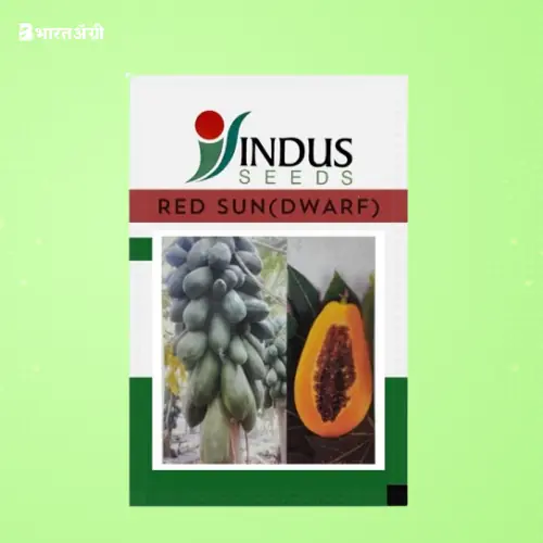 Indus Seeds Red Sun (Dwarf) Papaya Seeds | BharatAgri Krushidukan