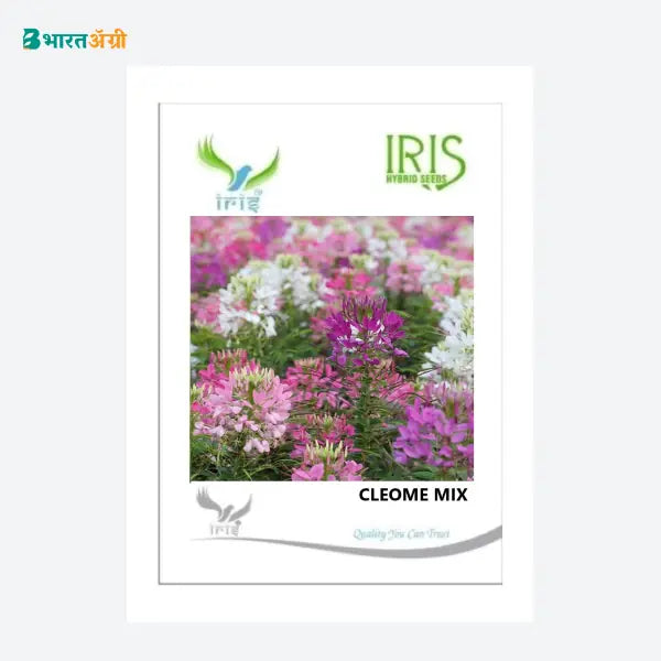 Iris Imported Cleome Mix Flower Seeds - BharatAgri