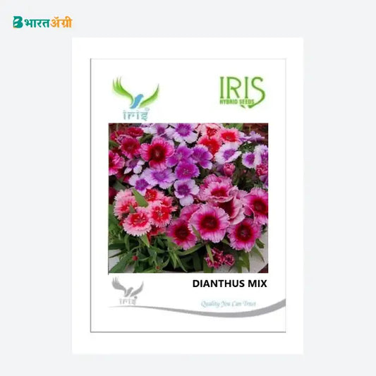 Iris Imported Dianthus Mix Flower Seeds - BharatAgri