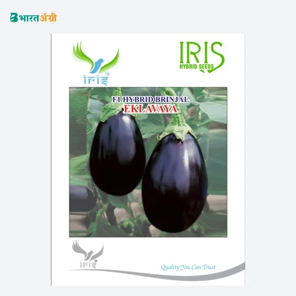 Iris Eklavaya F1 Brinjal Seeds - BharatAgri Krushidukan