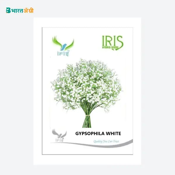 Iris Imported Gypsophila White Flowers Seeds - BharatAgri
