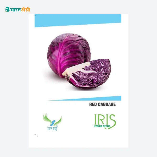 Iris F1 Red Cabbage Seeds - BharatAgri Krushidukan