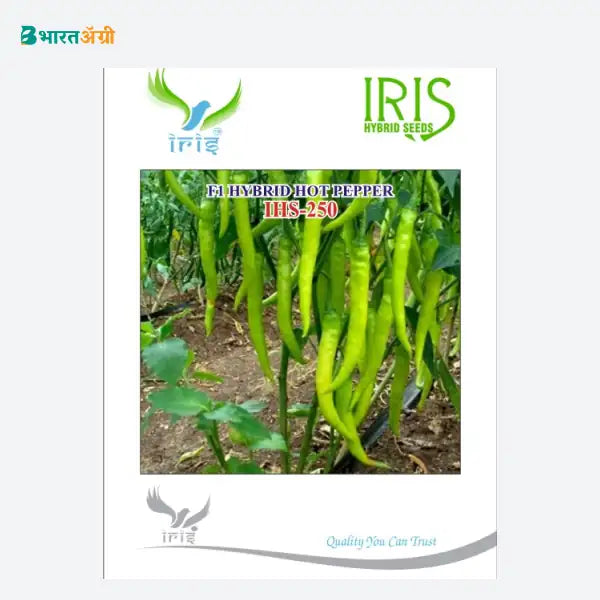 Iris IHS 250 F1 Hot Pepper Seeds - BharatAgri Krushidukan
