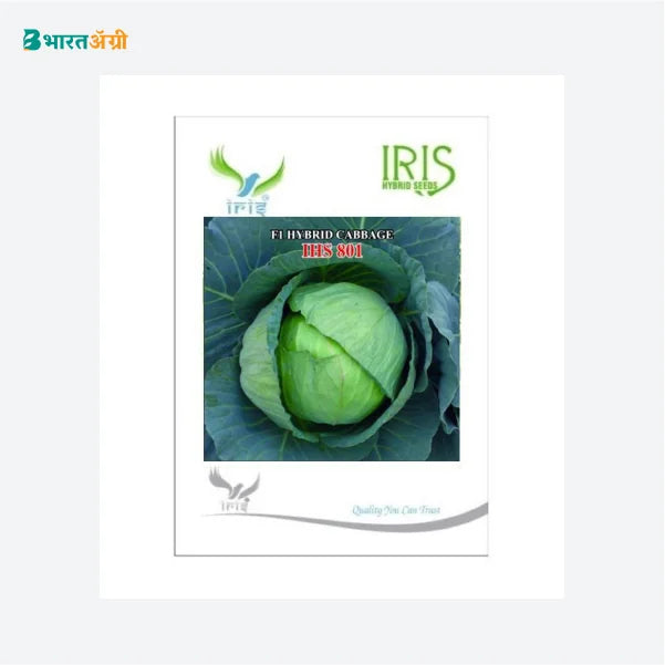 Iris Hybrid Vegetable Seeds F1 Hybrid Cabbage IHS-801 - BharatAgri