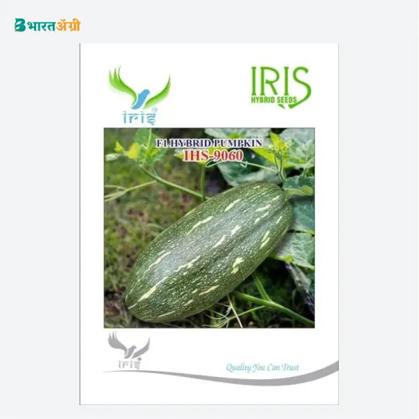Iris IHS 9060 F1 Pumpkin Seeds - BharatAgri Krushidukan