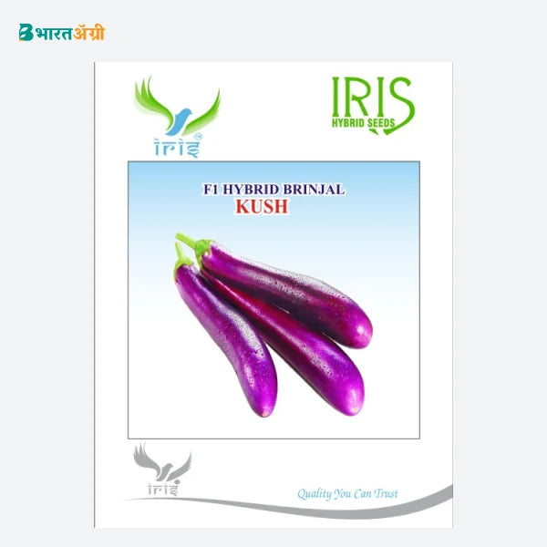 Iris Kush F1 Brinjal Seeds - BharatAgri Krushidukan