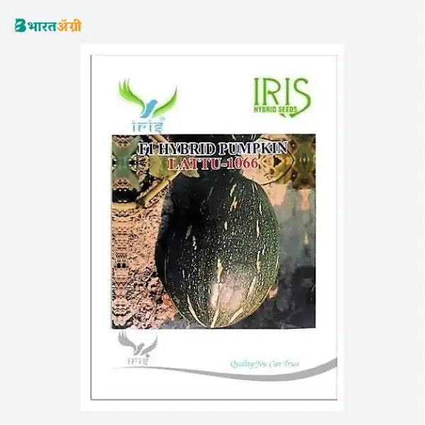 Iris Lattu 1066 (Oblong) F1 Pumpkin Seeds - BharatAgri