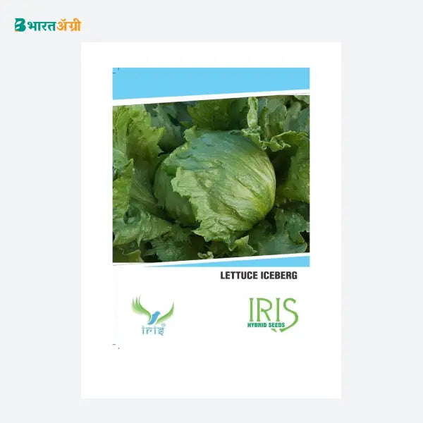 Iris Imported Lettuce Iceberg Vegetable Seeds - BharatAgri
