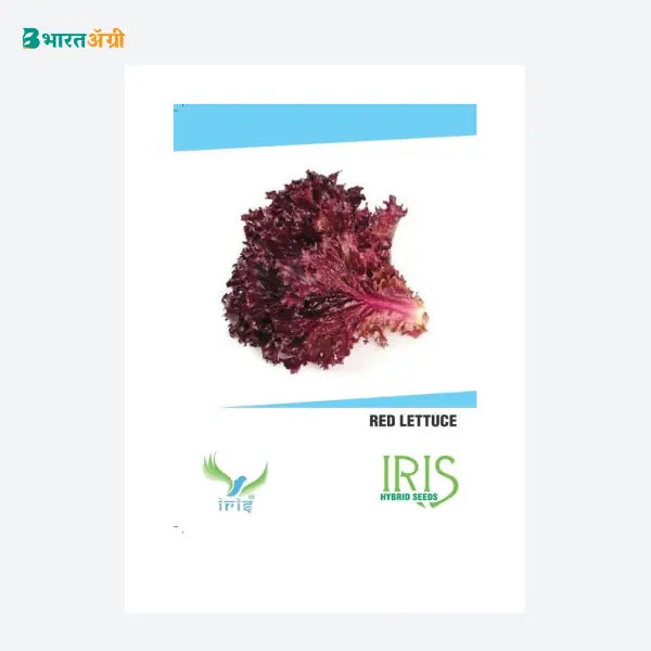 Iris Imported Red Lettuce Vegetable Seeds - BharatAgri