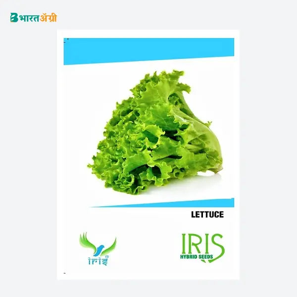 Iris Imported Lettuce Grand Rapids Vegetable Seeds