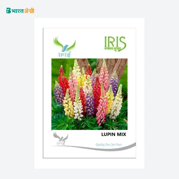 Iris Imported Lupin Mix Flower Seeds - BharatAgri