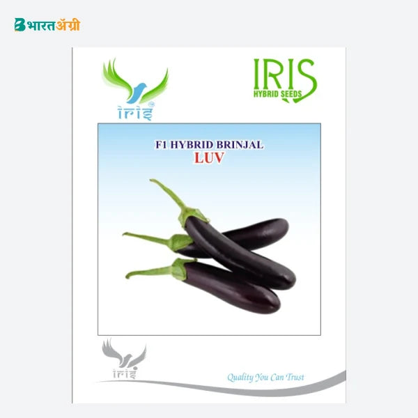 Iris Luv F1 Brinjal Seeds - BharatAgri Krushidukan