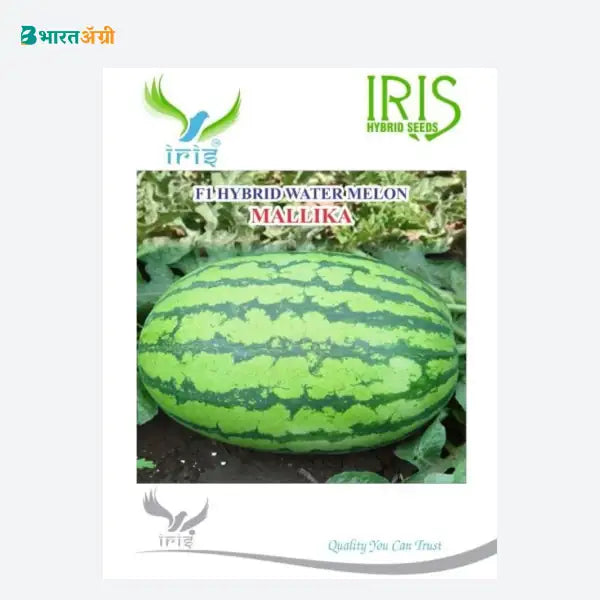 Iris Mallika F1 Watermelon Seeds - BharatAgri Krushidukan