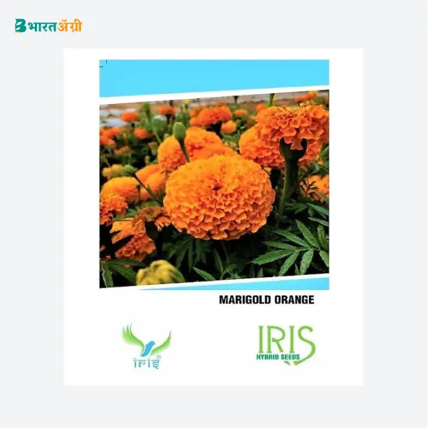 Iris Hybrid Marigold Orange Flower Seeds - BharatAgri Krushidukan
