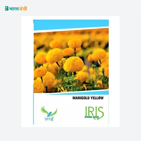 Iris Hybrid Marigold Yellow Flower Seeds - BharatAgri Krushidukan