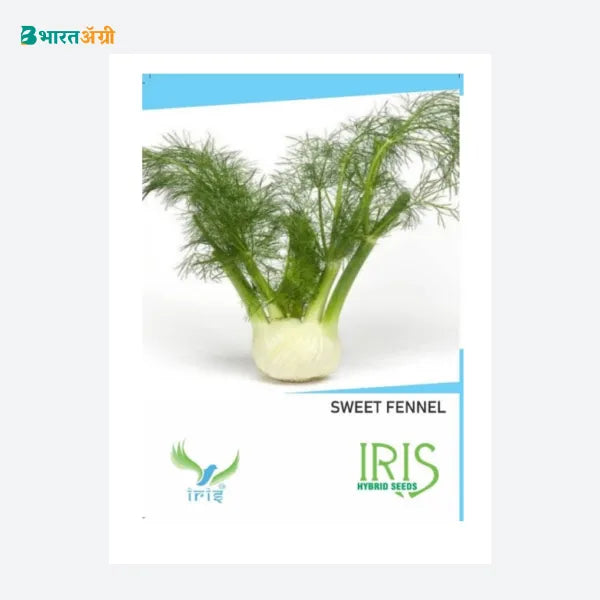 Iris Imported Sweet Fennel Herb Seeds - BharatAgri