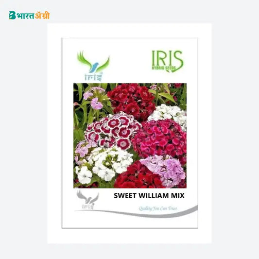 Iris Imported Sweet William Mix Flower Seeds - BharatAgri