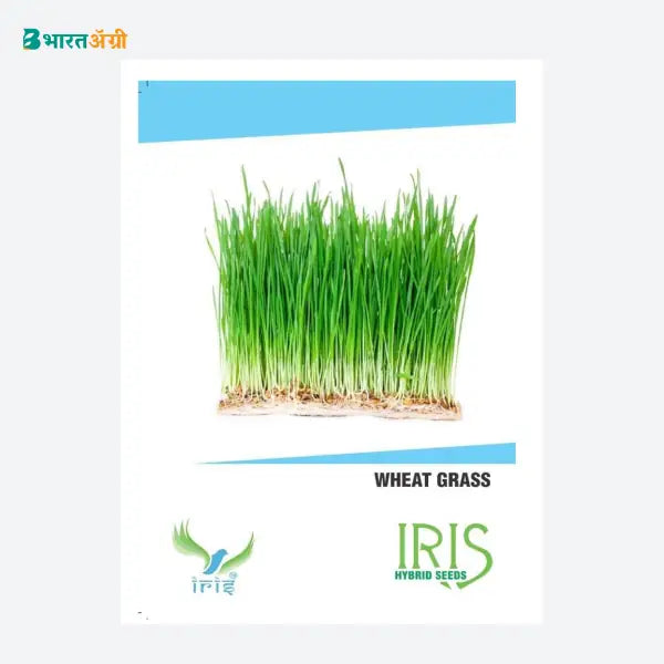 Iris Imported Wheat Grass Herb Seeds - BharatAgri