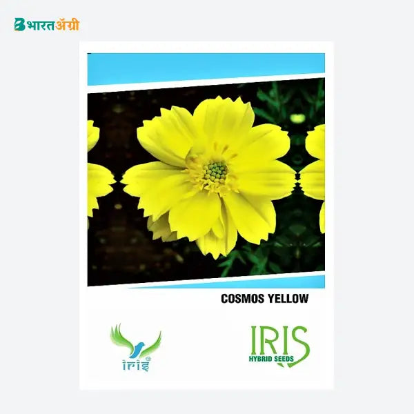 Iris Hybrid Cosmos Yellow Flower Seeds - BharatAgri Krushidukan