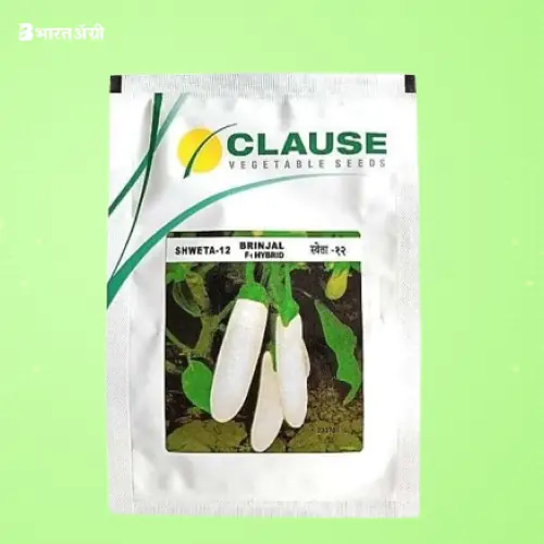 Clause Shweta 12 White Brinjal Seeds | BharatAgri Krushidukan