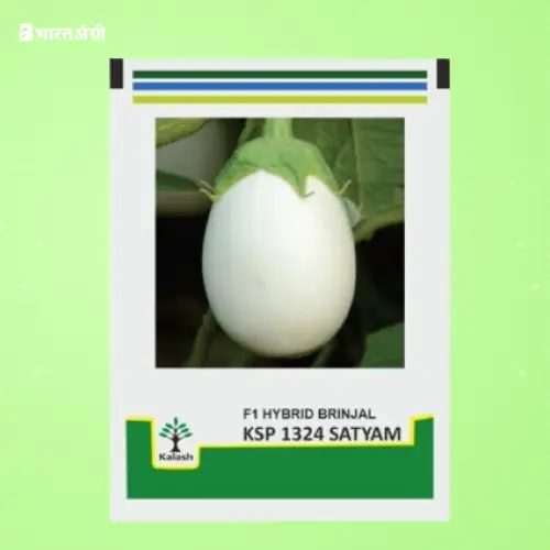 Kalash Seeds Satyam 1324 F1 Hybrid White Brinjal Seeds | BharatAgri
