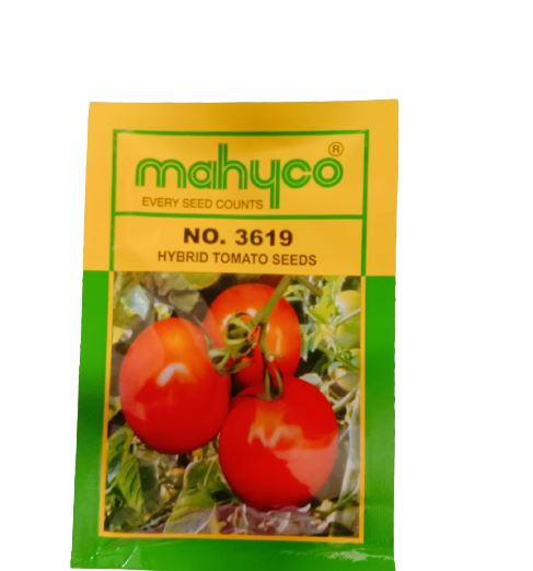 Mahyco No. 3619 Hybrid Tomato Seeds - BharatAgri Krushidukan_1