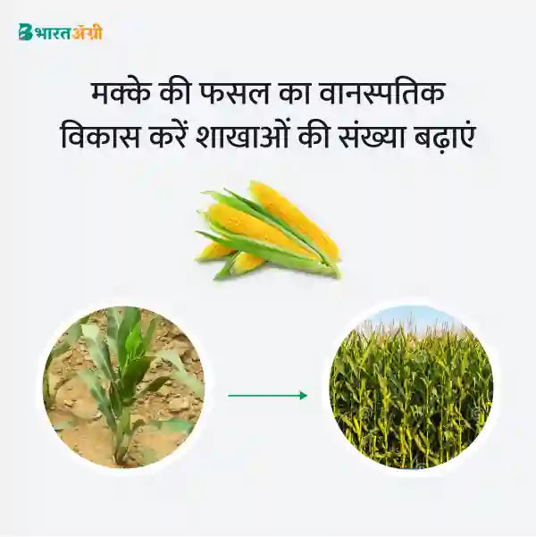 Maize Badhat Kit - Growth (10 - 30 days) - BharatAgri Krushidukan_3
