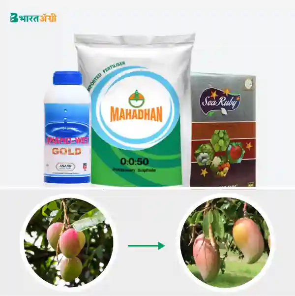 Mango Badhat Kit - Weight Gain (1 Month Before Harvest)1